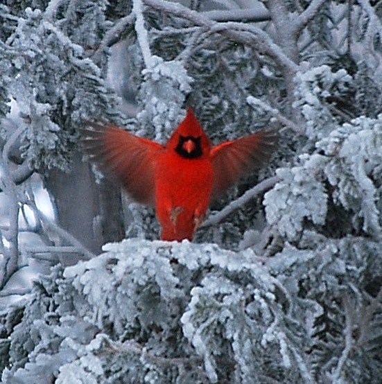 Winter Beauty - Barbara Lehtiniemi